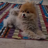 سگ خانگی پامر|سگ|فامنین, |دیوار