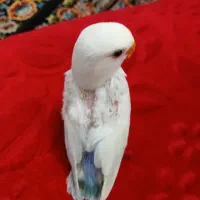 طوطی برزیلی ماده