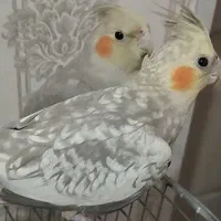 جفت عروس هلندی نر وماده