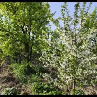 زمین-قولنامه-ای-پشت-به-پارک-15کیلومتری-گلهبار