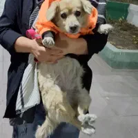 پامرین سگ ماده|سگ|محمدشهر, کوی بهار|دیوار