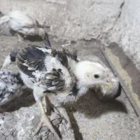 جوجه اوشامو اصل فروشی موجود می‌باشد