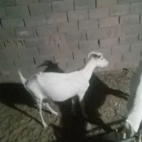 بزسانن