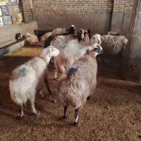 ۱۲راس میش وبره وآبستن|حیوانات مزرعه|سنقر, |دیوار