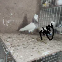 کفتر طوقی نر هفترنگ|پرنده|اصفهان, محمودیه|دیوار