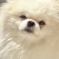 خرسی منحصر ب فرد کمیاب|سگ|فردیس, دهکده|دیوار