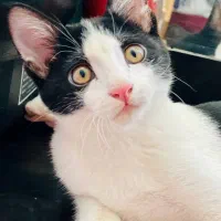 گربه ۵ ماهه