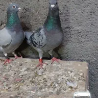 نرماده پلاکی مسابقات