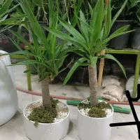 همایش ویژه گل و گیاه|گردهمایی و همایش|مشهد, حیدرآباد|دیوار