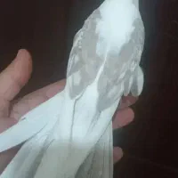 عروس هلندی ایزابلا