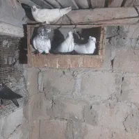 کبوتر|پرنده|قشم, |دیوار