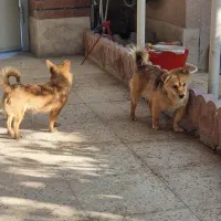 سگ کوچولو|سگ|تنکمان, |دیوار