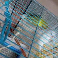 طوطی برزیلی