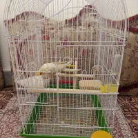 عروس هلندی|پرنده|قروه, |دیوار