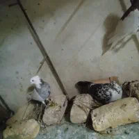 کفتر