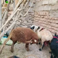 بره ماده