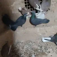 دسته ده تایی هوایی