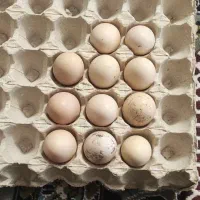 تخم لاری اصیل|حیوانات مزرعه|اردبیل, |دیوار