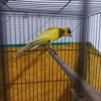 قناری نر ابلغ