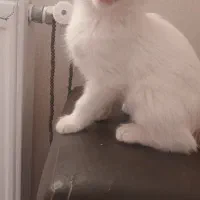 بچه گربه