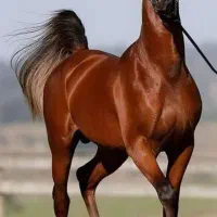 پانسیون و نگهداری و سواری اسب