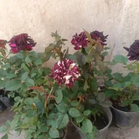 فروش عمده انواع نهال میوه و صنوبر با کیفیت عالی|خدمات باغبانی و درختکاری|داران, |دیوار