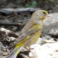 سهره سبز و پرصورتی