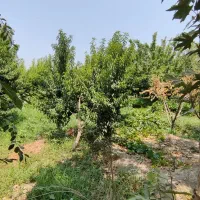 باغچه-سند-دار-ویلایی-زیر-قیمت-منطقه-کردان-تهراندشت