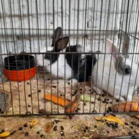 خرگوش پشمالو|موش و خرگوش|تربت‌حیدریه, ده پائین|دیوار