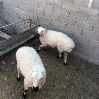 گوسفند نرگوزلی خوش گوشت|حیوانات مزرعه|تربتحیدریه, پائین ولایت|دیوار