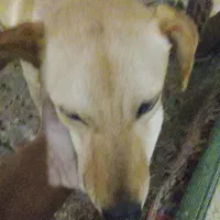 سگ ماده گرگی