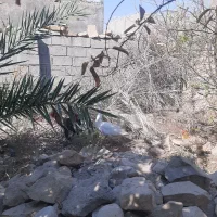 غاز|حیوانات مزرعه|دهدشت, |دیوار