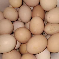 تخم مرغ محلی
