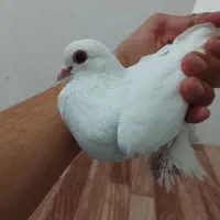 کبوتر لوتی ارکح مایا