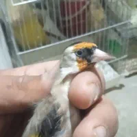 فروش 25عدد سره فروشی