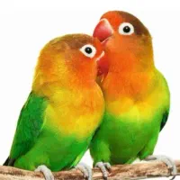 طوطی برزیلی جفت