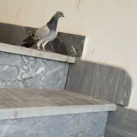 کبوتر گمشده در اسفهلان