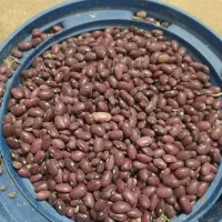 لوبیا قرمز و سفید