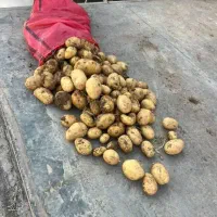 اگریا درشت بار عمده و خرده فروشی|خوردنی و آشامیدنی|اصفهان, باغ زرشک|دیوار