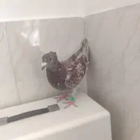 پرنده مفت