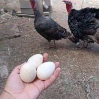 تخم نطفه دار
