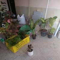 گل آپارتمانی