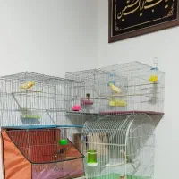 جفت قناری