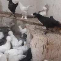 جوجه و مرغ و خروس سلطان|حیوانات مزرعه|قم, سراجه (۱۵ خرداد)|دیوار