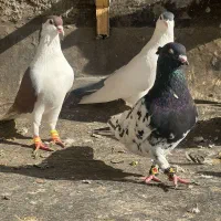 11 تا رنگه نر پرشی کفتر بوم|پرنده|مشهد, آزادشهر|دیوار