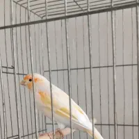 قناری بخون و جوجه