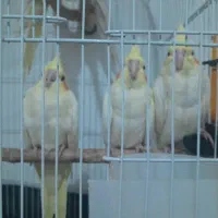 عروس هلندی لوتینو مولد با جوجه