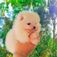 پامران تربیت شده عدد بالا|سگ|خاش, |دیوار