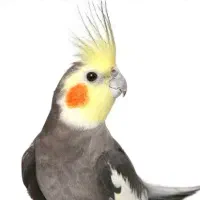 گمشده. عروس هلندی گمشده