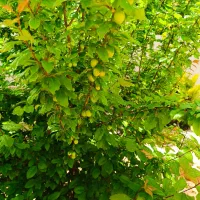 باغچه ۱۰۰۰متری|فروش خانه و ویلا|سیاخ دارنگون, |دیوار